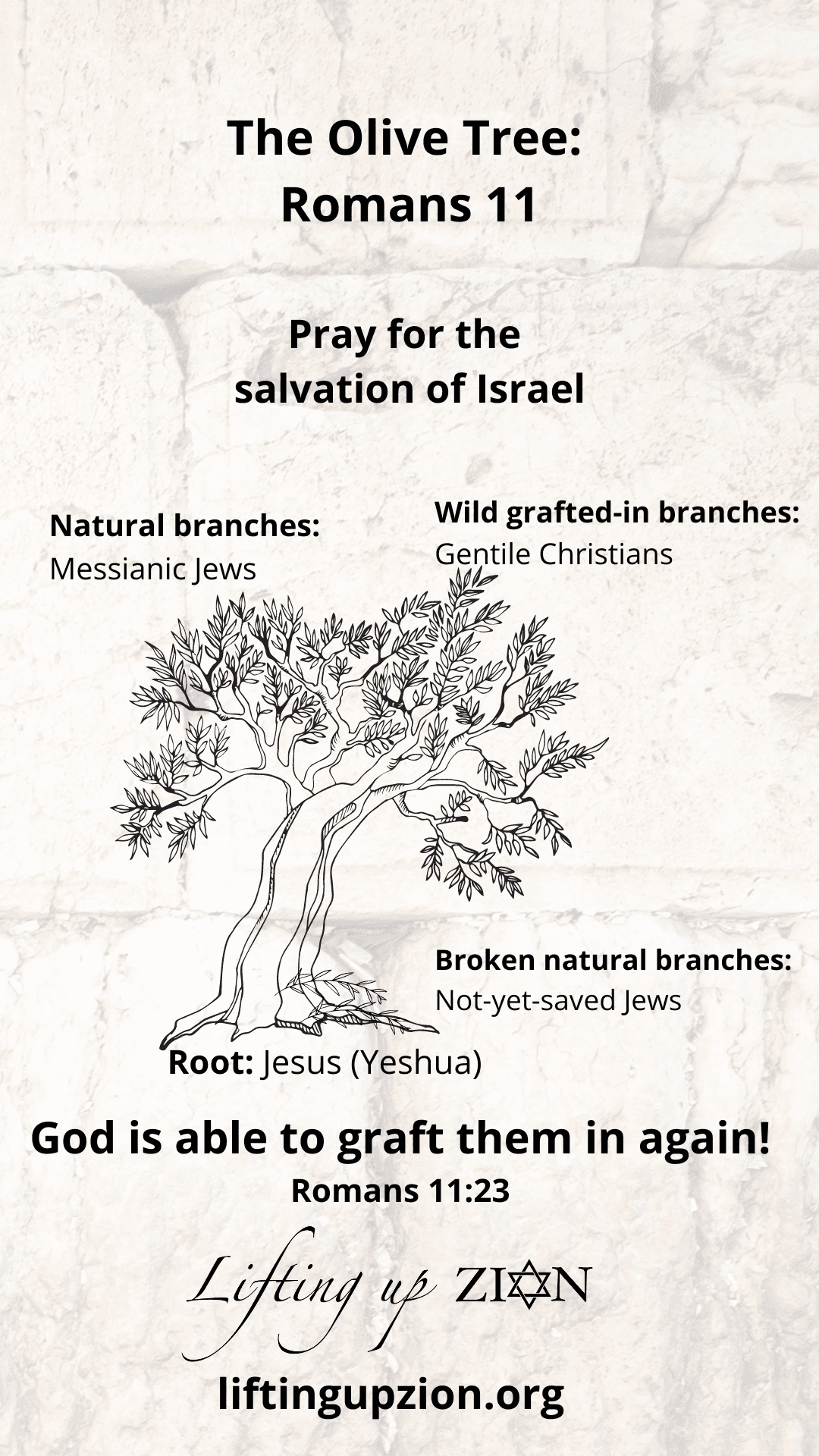 The Olive Tree Mobile Wallpaper - Romans 11